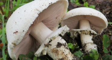 Čím se proslavil žampion se žlutou pletí?? Je možné ji pěstovat doma?